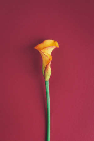 Beautiful yellow Calla Lily flower on a dark red background. Flat lay.の写真素材
