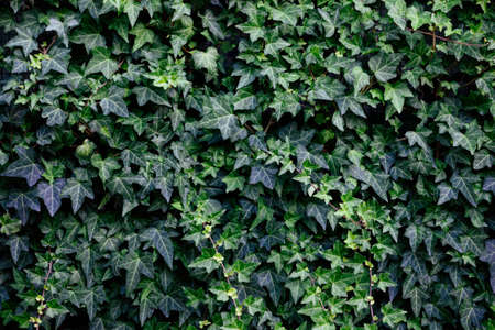 Beautiful wall of green ivy in a garden. Natural background.