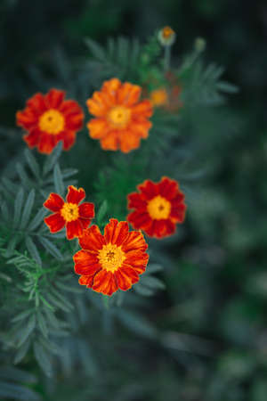 Bright orange marigold flowers (Tagetes patula) on dark green background. Close-up.