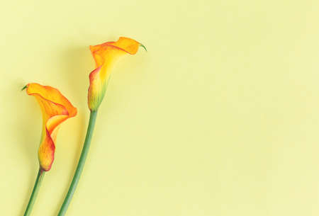 Beautiful yellow Calla Lilies flowers on a light yellow background. Flat lay. Place for text.の写真素材