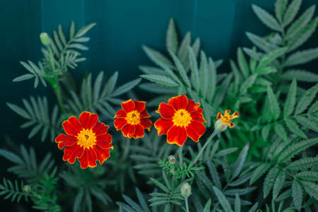 Bright orange marigold flowers (Tagetes patula) on dark green background. Close-up.の写真素材