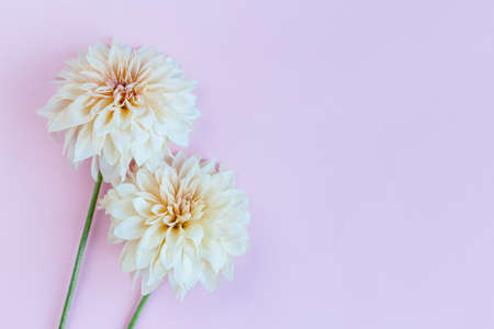 Amazing cream Dahlia flowers on a pink pastel background. Place for text. Flat lay.の写真素材