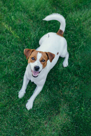 Adorable puppy Jack Russell Terrier on a green grass in a garden. Portrait of a little dog.の写真素材