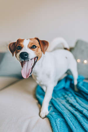 Cute puppy Jack Russell Terrier on a sofa with blue blanket. Portrait of a little dog.の写真素材