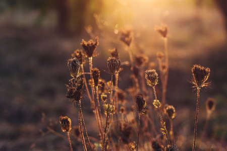 Beautiful autumn meadow in a sunset light. Nature autumn background. Selective focus.