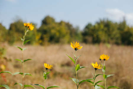 Beautiful yellow flowers on a autumn meadow in sunlight. Nature background. Selective focus.