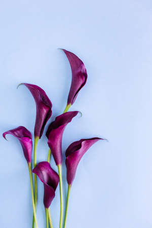 Beautiful dark purple Calla Lilies flowers on a light blue background. Flat lay. Place for text.