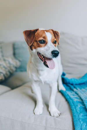 Cute puppy Jack Russell Terrier on a sofa with blue blanket. Portrait of a little dog.の写真素材