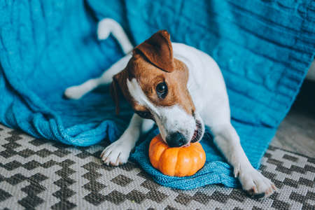 Adorable puppy Jack Russell Terrier playing with pumpkin near the sofa with blue blanket. Portrait of a little dog.の写真素材