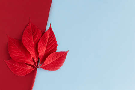 Beautiful red leaf on a light blue and red background. Autumn background. Flat lay. Place for text.
