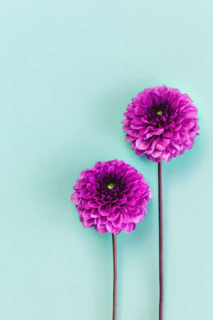Amazing Dahlia flowers on a turquoise background. Flat lay. Place for text.の写真素材