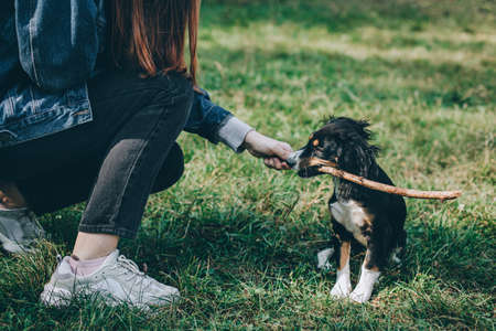 Adorable puppy and a girl playing with stick on a green grass. Portrait of a little dog.の写真素材