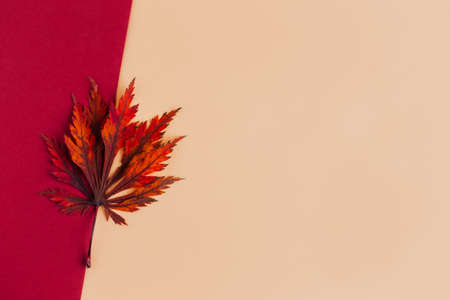 Beautiful red leaf of a japanese maple on a red and pink peach background. Autumn background. Flat lay. Place for text.の写真素材