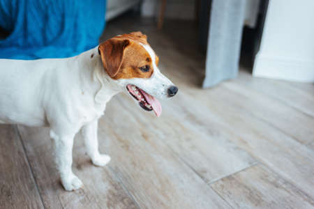 Adorable puppy Jack Russell Terrier at home, looking at the camera. Portrait of a little dog.の写真素材