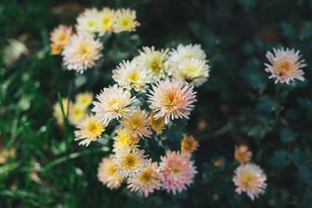 Beautiful creamy pink Chrysanthemums flowers in a autumn garden. Close-up. Selective focus.の写真素材