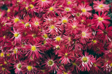 Bright red Chrysanthemums flowers in a autumn garden. Close-up. Selective focus.の写真素材