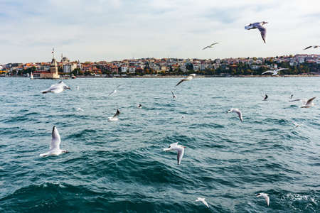 Amazing view of Istanbul city from the sea, Bosporus strait, Turkey. Flying seagulls under the water.の写真素材