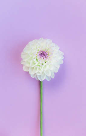 Amazing Dahlia flower on a violet pastel background. Flat lay. Place for text.の写真素材