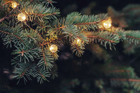 Fluffy branches of a spruce or fir-tree with christmas lights. Christmas wallpaper or postcard concept. Close-up.の写真素材