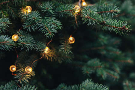 Fluffy branches of a spruce or fir-tree with christmas lights. Christmas wallpaper or postcard...