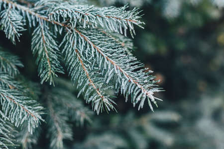 Fluffy branches of a fir-tree with frost. Christmas wallpaper or postcard concept. Selective focus.の写真素材