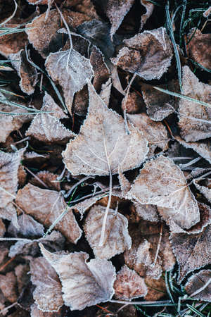 Beautiful dry leaves with frost on a ground. Selective focus.の写真素材