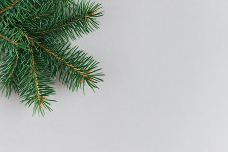 Spruce branches on a gray background. Holiday eco-friendly concept. Flat lay. Place for text.の写真素材