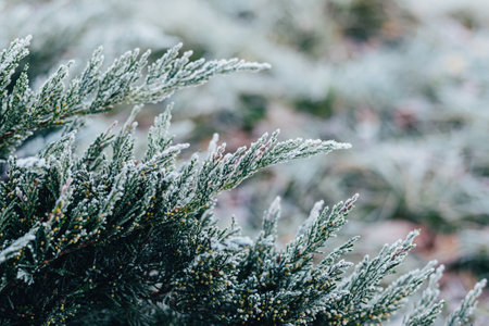 Beauty branches of a juniper with frost. Winter wallpaper or postcard concept. Selective focus.
