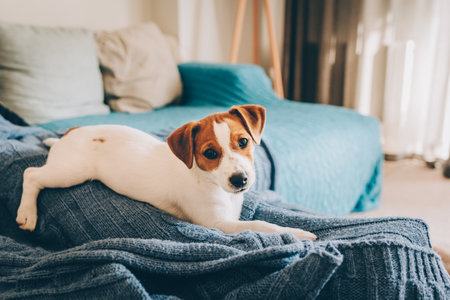 Adorable puppy Jack Russell Terrier laying on the blue blanket. Portrait of a little dog.の写真素材