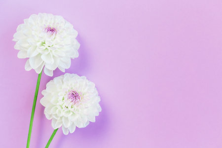 Amazing Dahlia flowers on a violet pastel background. Flat lay. Place for text.の写真素材