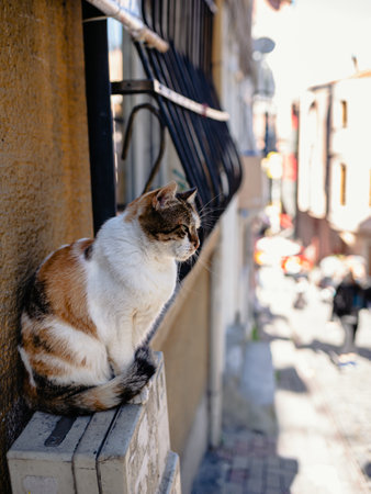 Multicolored cat sitting in a street in Istanbul, Turkey. Portrait of a street cat.の写真素材