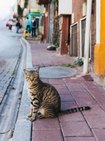 Cute gray cat sitting in a street in Istanbul, Turkey. Tabby gray cat.の写真素材