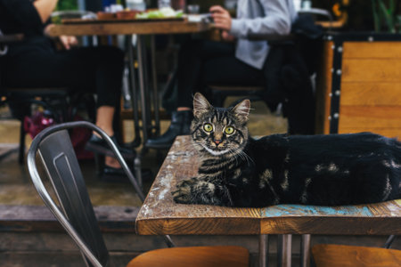 Cute gray cat lying on a table in a street cafe in Istanbul, Turkey. Tabby gray cat.の写真素材