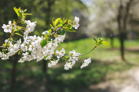 Branch of a blossoming tree on a garden background. Spring blossom. Selective focus.