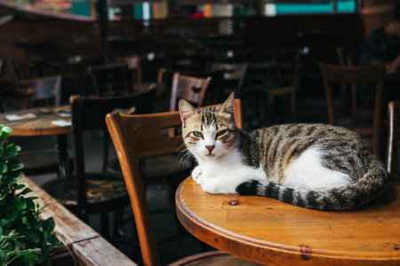 Cute cat sitting on a table in a street cafe in Istanbul, Turkey. Portrait of a street cat.の写真素材