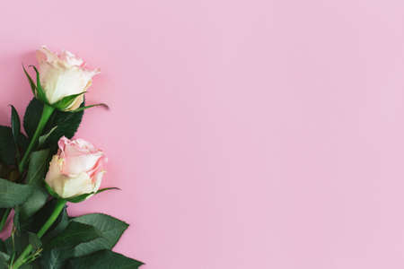 Tender pink roses on pastel pink background. Greeting card for Women's day. Flat lay. Place for text.の写真素材