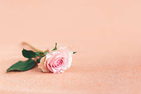 Tender pink rose on a peach pastel glitter background. Greeting card for Women's day. Place for text.の写真素材