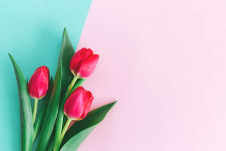 Tender pink tulips on pastel pink and turquoise background. Greeting card for Women's day. Flat lay. Place for text.の写真素材