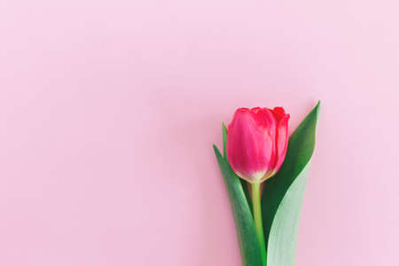 Tender pink tulip on pastel pink background. Greeting card for Women's day. Flat lay. Place for text.の写真素材