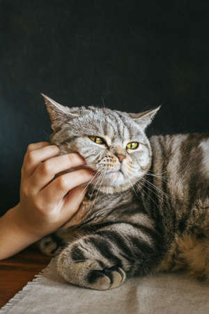 Portrait of a funny cat (Scottish Straight breed), dark background. Tabby gray cat.の写真素材
