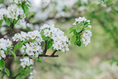 Branch of a blossoming tree in a spring garden. Spring blossom. Selective focus.の写真素材