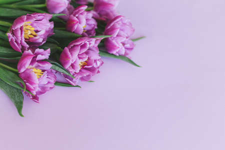 Tender violet tulips on pastel violet background. Greeting card for Women's day. Flat lay. Place for text.の写真素材