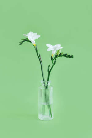 Tender white freesia in a glass vase on pastel green background. Spring background. Minimal concept. Place for text.の写真素材