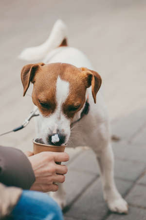 Cute puppy Jack Russell Terrier drinking a milk foam from the paper cup on the street.の写真素材