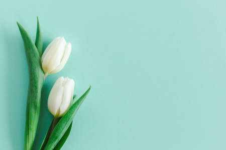 Tender white tulips on pastel turquoise background. Greeting card for Women's day. Flat lay. Place for text.の写真素材