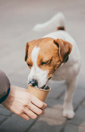 Cute puppy Jack Russell Terrier drinking from the paper cup on the street. Portrait of a dog.
