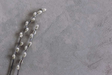 Spring willow branches on a gray background. Minimal concept. Flat lay. Place for text.