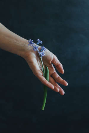 Tender hyacinth flower in a woman hand. Dark background.