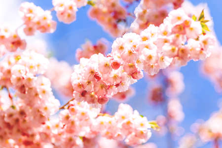 Amazing pink cherry blossoms on the Sakura tree in a blue sky. Beautiful spring tree. Selective...