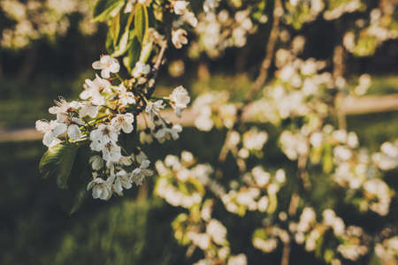 Branches of a blossoming tree on a garden background.の写真素材